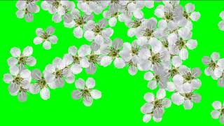 transition cherry blossoms green screen - переход цветы вишни хромакей