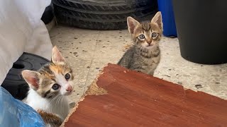 Cute Kittens who come to me when they see me. These Kittens are so beautiful.