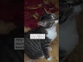 #cat#USA #America #UnitedStates #American #US