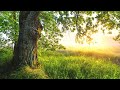 Relaxing Sleep Music: Deep Sleeping Music, Stress Relief, "The Hidden Forest" by Tim Janis