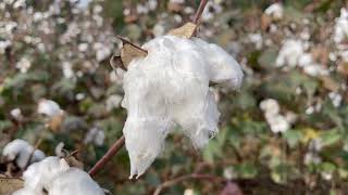 Cotton Market Experiences Sharp Downturn