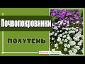 Лучшие почвопокровные растения для полутени. Садовые сокровища.