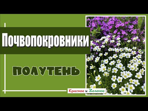 Видео: Растения с интересными семенными коробочками – как использовать привлекательные семенные коробочки в саду