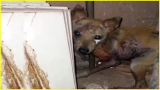 Please stop burning! Poor Dog Tearfully Begs For Help