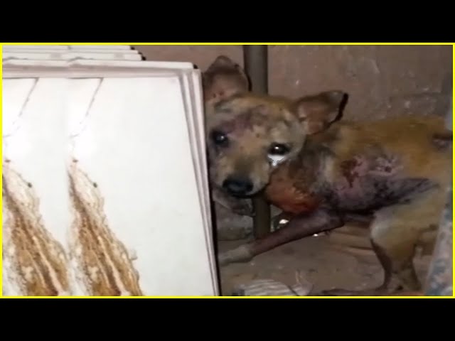 Please stop burning! Poor Dog Tearfully Begs For Help class=