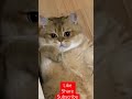 Simple dimple cat  fluffy persian cat  cute pets kingdom