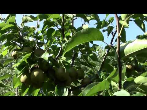 Vidéo: Asian Pear 'Korean Giant' Info: Qu'est-ce qu'un poirier géant coréen