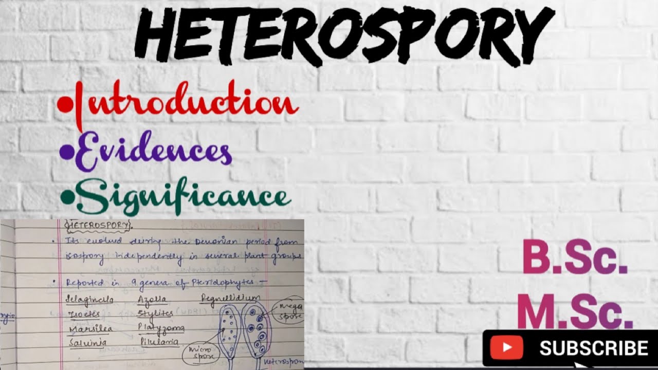 Heterospory|| Evidences of Heterospory|| B.Sc M.Sc. Notes on ...