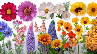 33 Unique Types of Flowers | Discover Beautiful Flower Names for Kids