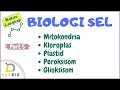 Mitokondria kloroplas plastid peroksisom  glioksisom  biologi sel part 5