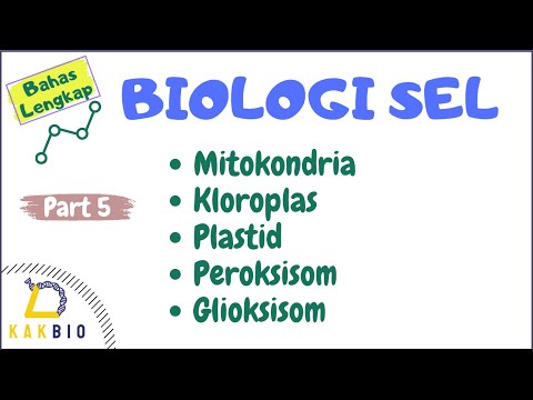 Video: Bagaimana cara kerja mitokondria dengan kloroplas?