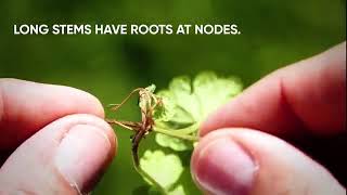 How to identify and control Ground Ivy