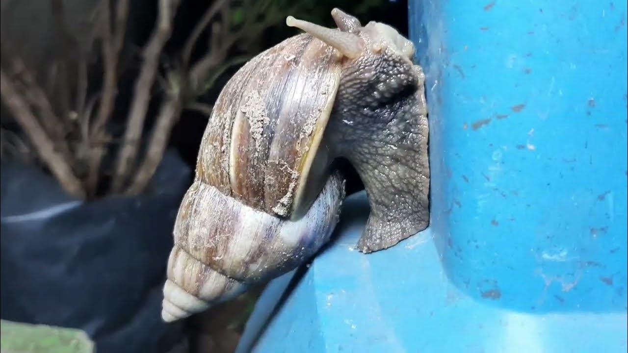 Nature many snails come out at night looking for food YouTube