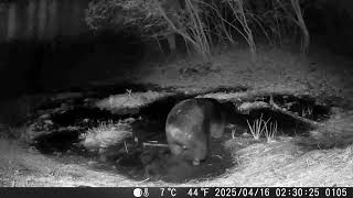 2年5度拍到黑熊珍貴影像 鄒族獵人協會獲5萬獎勵金