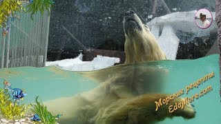 Про белого медведя. Белый медведь плавает видео и фото от Petr de Cril’on &amp; SonyKpK - Видео от Рецепт простой EdaMore_com
