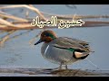 صوت الحذاف الشتوي صوت الحذاف الشتوي
