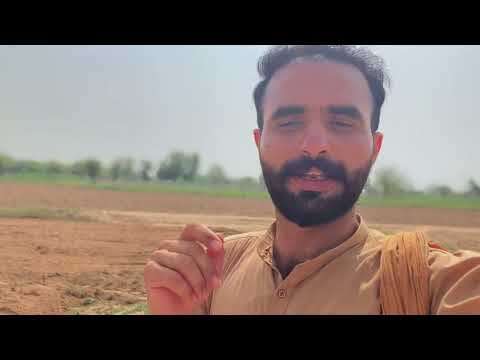 Aj کھیت ke zameen level karwai fasal ke tyiare shiro 