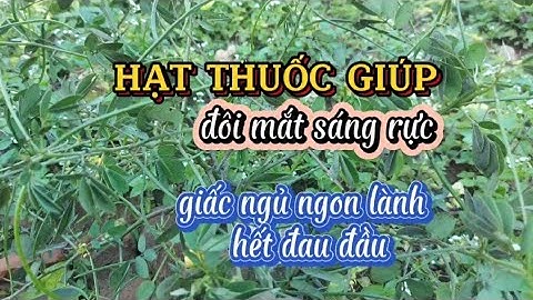 Thảo quyết minh,hạt thuốc cho đôi mắt sáng và giấc ngủ ngon