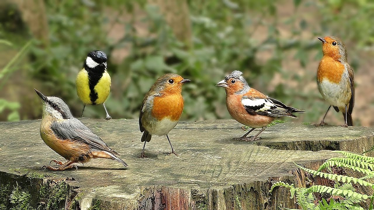 Видео про птиц. Полезные птицы в саду фото. Полезные птицы для сада.