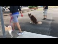 Siberian Husky Keira Best Dog Training Portland | Salem | Eugene | Bend Siberian Husky Keira Best Dog Training Portland | Salem | Eugene | Bend
