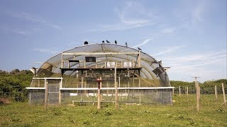 Jersey Choughs