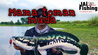 Casting MAMA Toman Pantai Kamloon || Rapala Rippin Rap 07