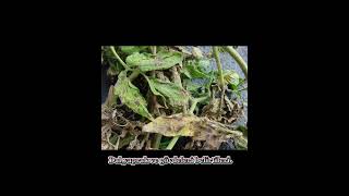 Domateste Erken Yanıklıkalternaria Solani