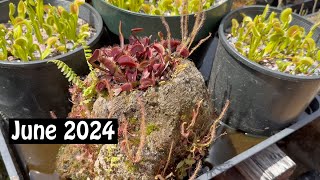 Carnivorous Plant Care for June 2024