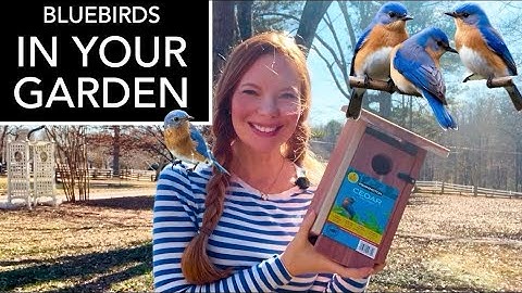 How To Set Up A Bluebird Nest Box And Attract Bluebirds To Your Yard And Garden