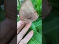 melepaskan kupu kupu