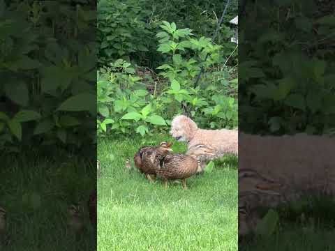 Dog gently follows duck family in Nicollet, Minnesota, USA