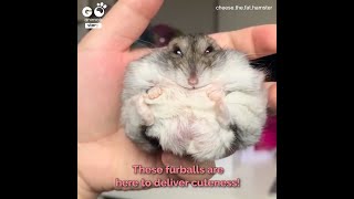Adorable Fluffy Hamster Loves To Play Cheese The Hamster Is The Cutest Fluffballl Go Animals