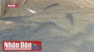 Hàng tấn cá chết do sông Đà rút sâu