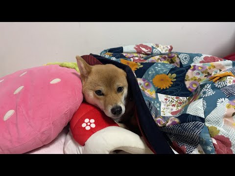 柴犬小夏Konachannel がライブ配信中！