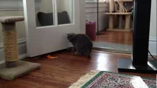 Leia, Korat Cat, 4 by Brian Kravets 219 views 12 years ago 1 minute, 42 seconds