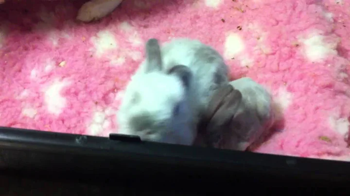 Watch the video about Hairless baby rabbit and sibling kitten