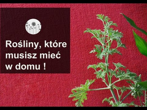 Wideo: Kwiaty o silnym zapachu w Twoim ogrodzie i mieszkaniu