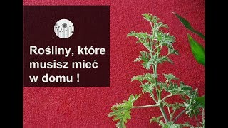 6 roślin, które musisz mieć w mieszkaniu!