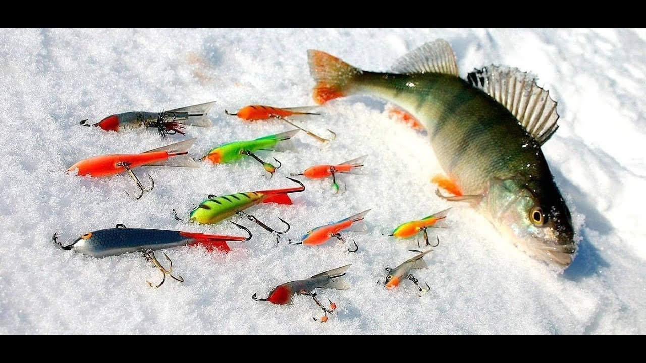 Зимняя ловля окуня на балансир. Рыбалка на балансир зимой на окуня. Ловчий балансир на окуня. Зимняя рыбалка в Сибири на окуня.