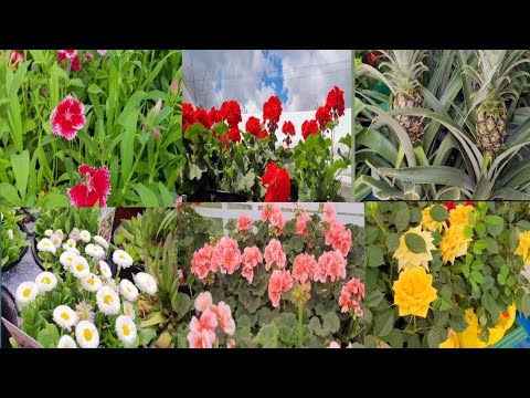 பூக்கள் பிடிக்கும் என்றால் மிஸ்பன்னிடாதிங்க  plants shopping in 🇨🇦canada #plants nursery vlog #yt