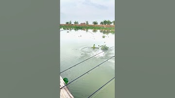 P3 câu cá tra sông bằng cám R1 và R2 #camr1 #camr2 #camr3 #caucatra #catrasong