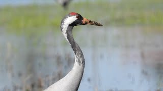 Żuraw żeruje / Common crane is foraging