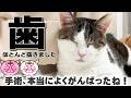 【猫の歯周病】歯をほぼ全部抜く手術をしました