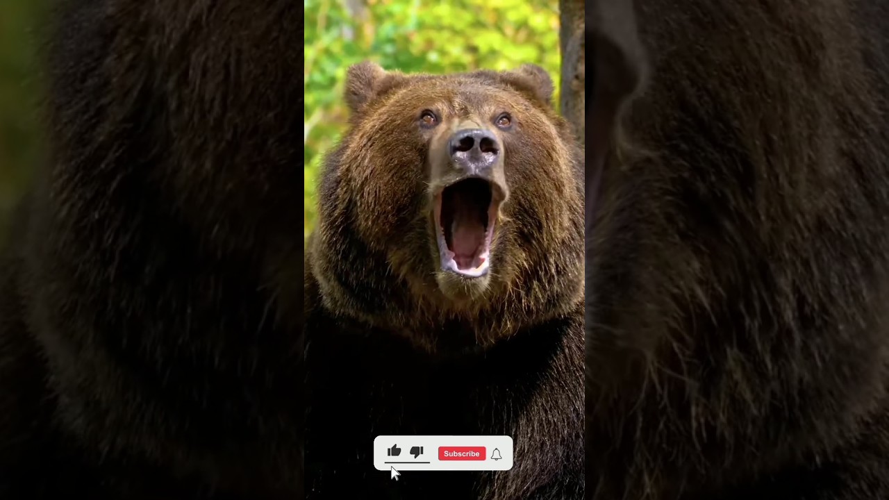 Bhalo panda🐻🐻🐻🐻🐻||or gorilla 🦍🦍🦍 must watch||