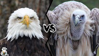 EAGLE VS VULTURE  Which is The Strongest?