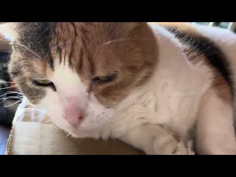 クロワッサン型になる三毛猫スコティッシュホールド