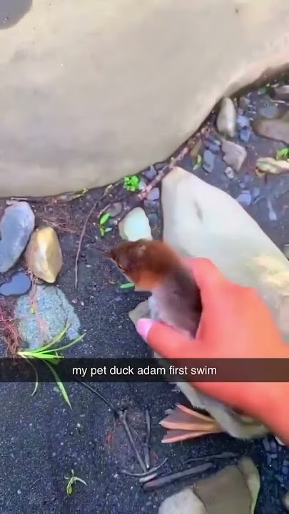 My pet duck Adam going for his first swim😭 #4k