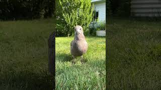 Download Lagu Baby Seagull Dance 💃 🐦 #seagull #dance #bird #cute #funny MP3 Download Lagu Baby Seagull Dance 💃 🐦 #seagull #dance #bird #cute #funny MP3