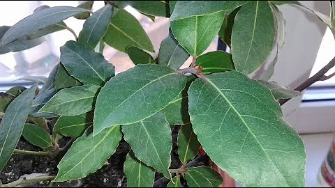 Теперь укореняю лавровые веточки только так! Как вырастить лавр (лавровое дерево) на подоконнике
