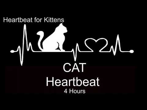 וִידֵאוֹ: האם חתולים יכולים לשמוע פעימות לב?